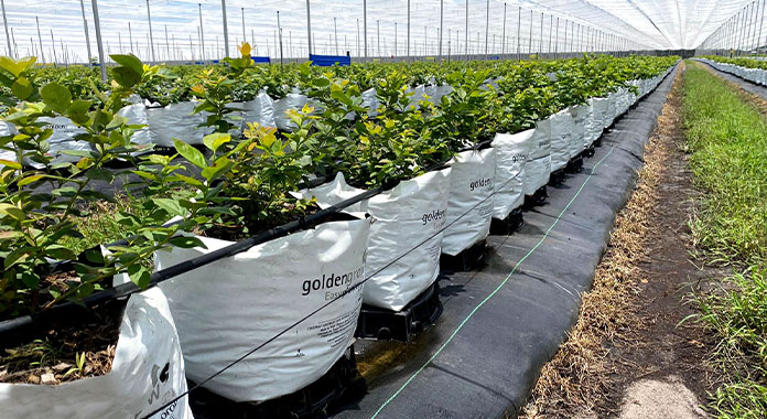 Coir as a Substrate for Blueberry Cultivation